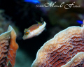   Very photogenic Sharpnose Puffer... Roatan Honduras. Puffer Honduras  